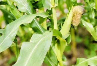 収穫からお届けまで、最後まで気を抜かない