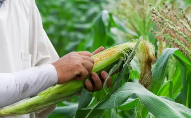 鳴渡農園の作物について