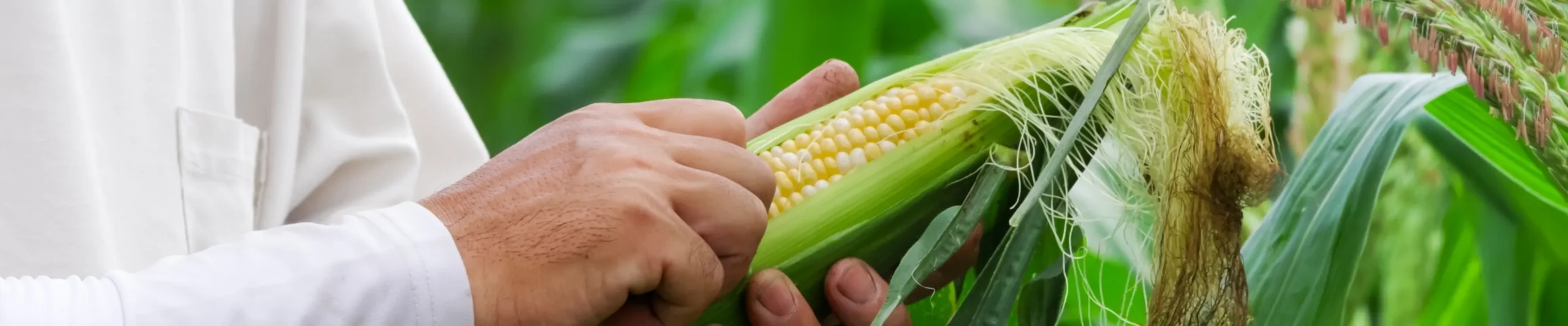 鳴渡農園の作物について