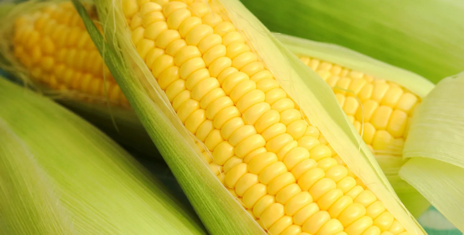 スイートコーン