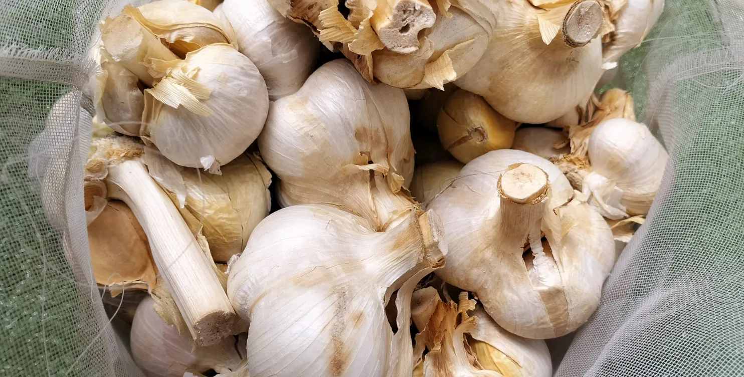 ジャンボにんにく