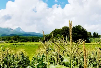 鳴渡農園について