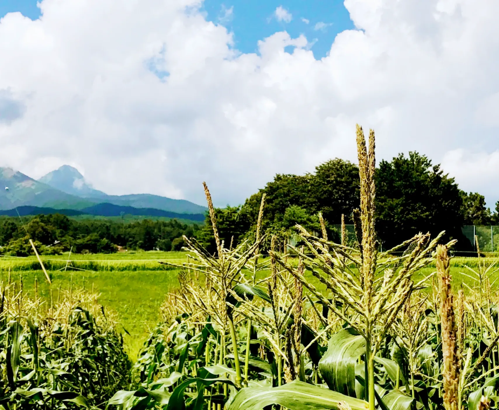 鳴渡農園について